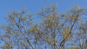 img_20170407_09